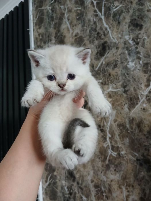 Продаются шикарные чистокровные котята Британцы