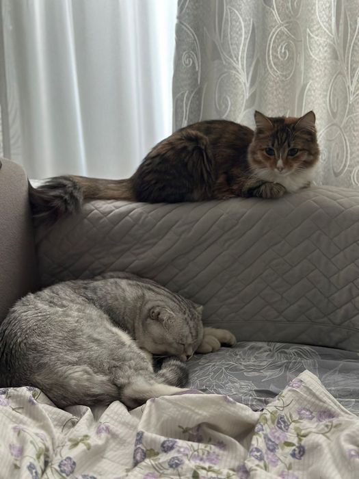 Кот и кошечка (кастрированные) в очень хорошие и любящие руки