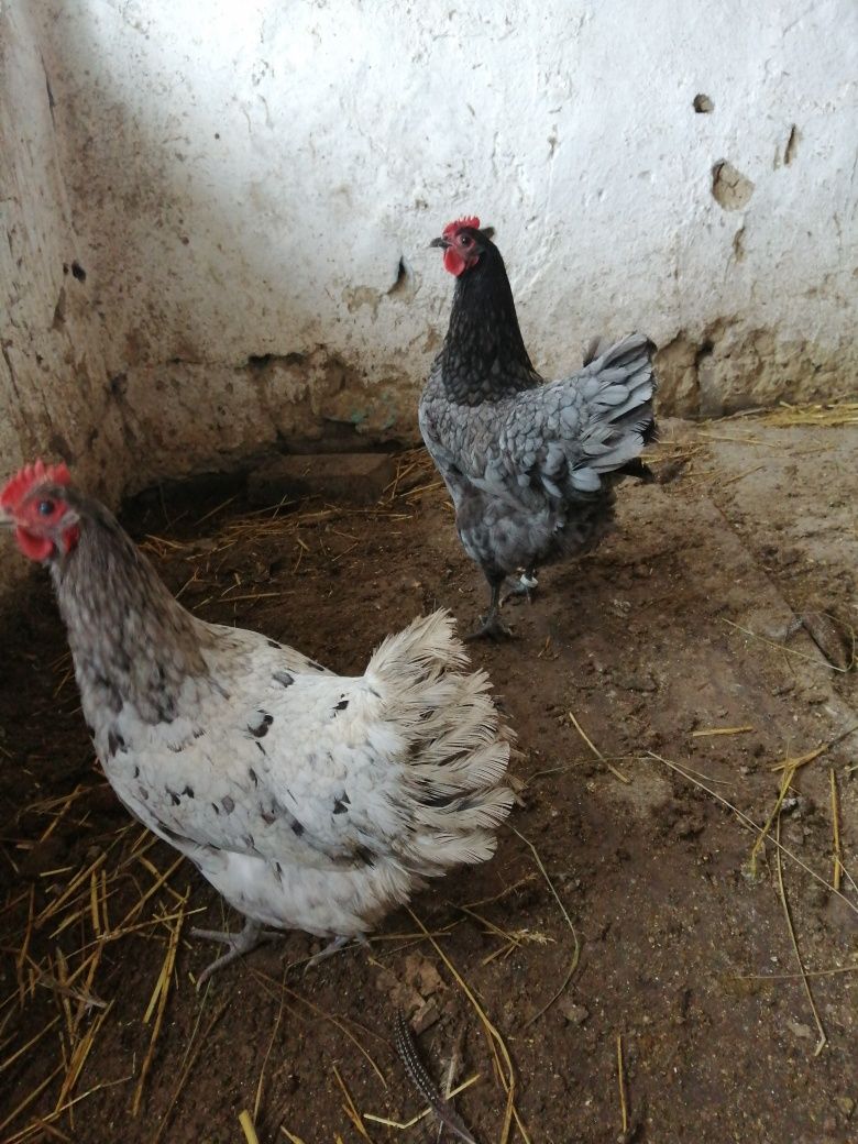 Oua australorp sphles și albastru