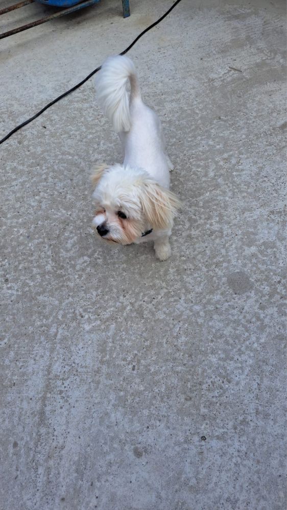 Bichon Maltese Mascul