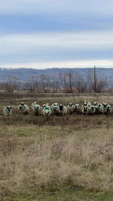 Oi tinere de vanzare