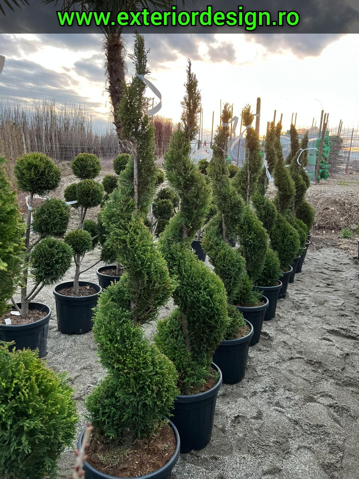 Plante ornamentale, pon pon, spirale, 3 glob pe tija, buxus leylandii