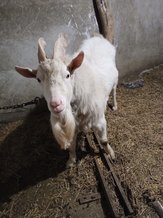 Vand țap, pret negociabil