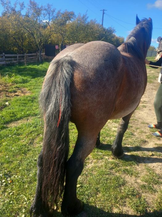 Iapa de vanzare frumosa