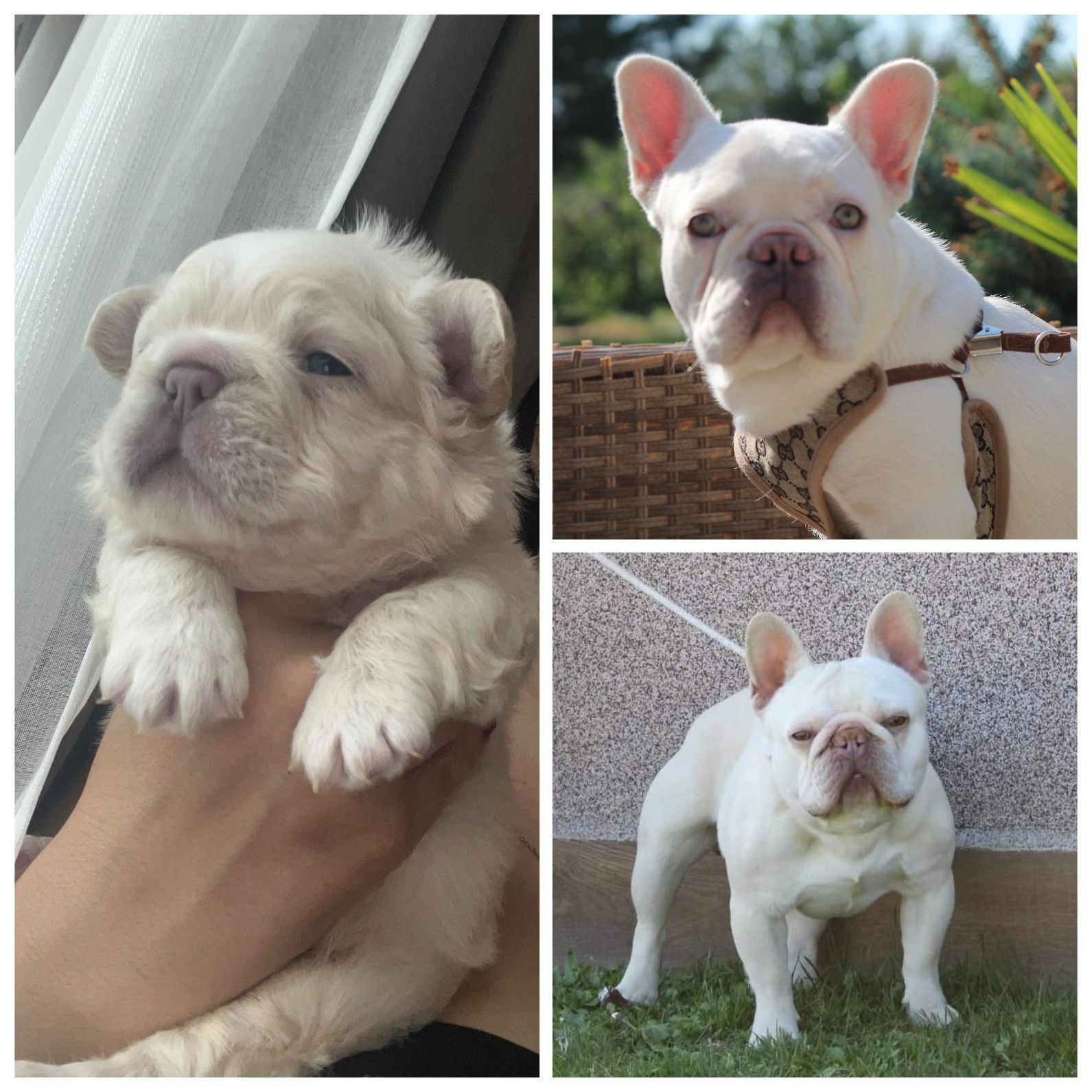 Френски булдог, french bulldog