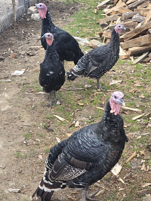 Vând familie de curci și bibilici