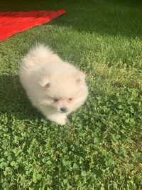 Pomeranian baietel de vanzare!!