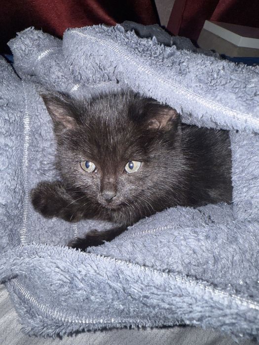 черный котик ищет дом