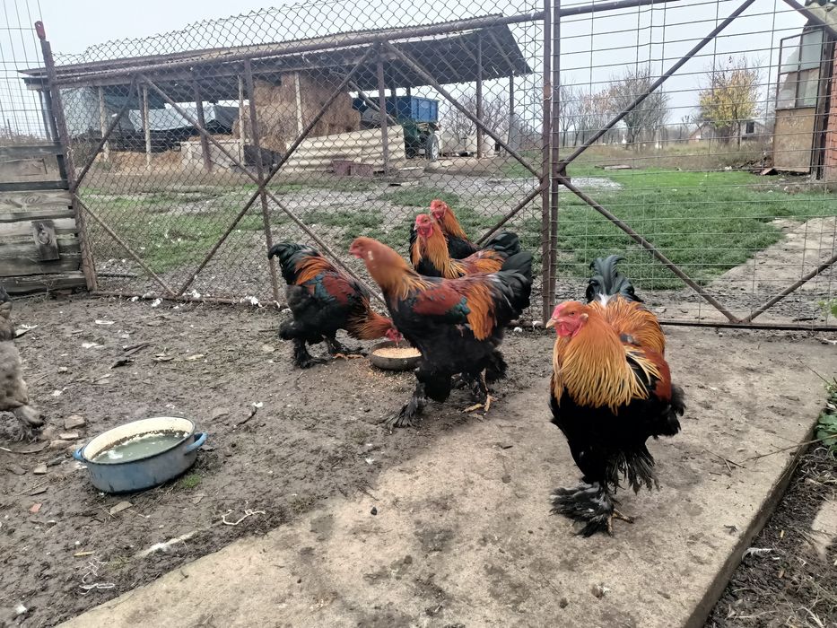 Cocoși brahma potârnichiu