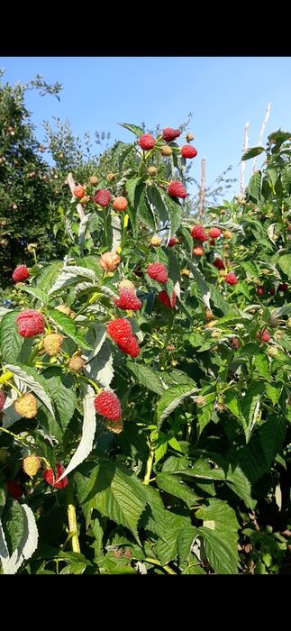Drajoni de zmeură Delniwa Cayuga Polka Glen ample