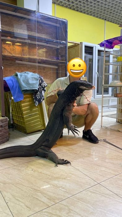 Варан Саливатор - редкий вид