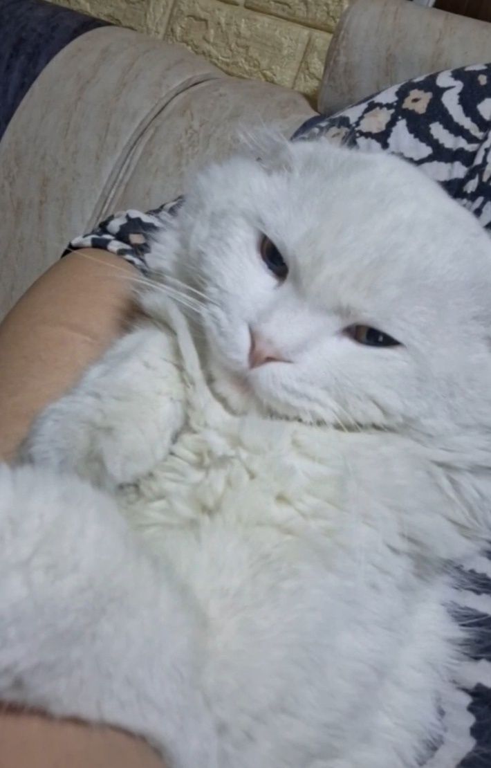 Vyazkaga erkak mushuk