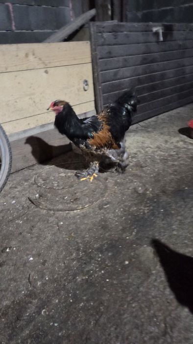 Vand, sau schimb Cocoși Brahma de 5 luni