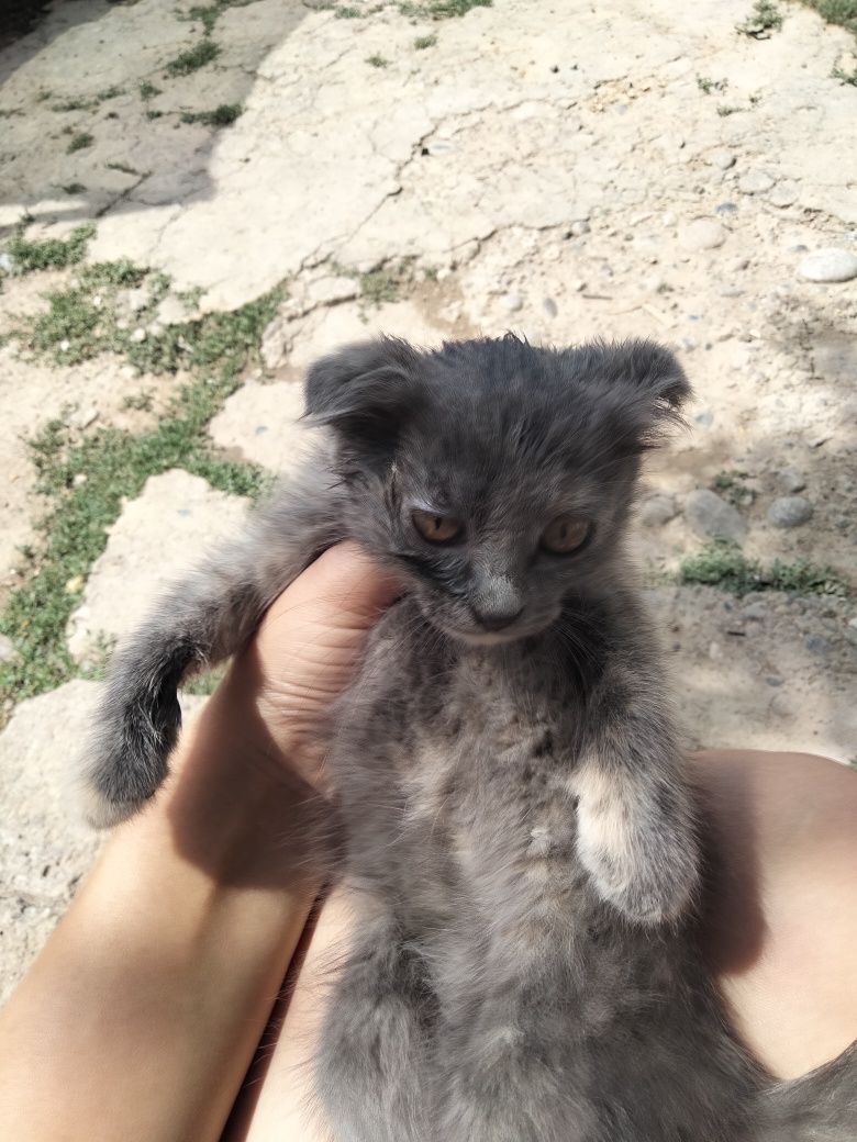 Кошка вислоухий.