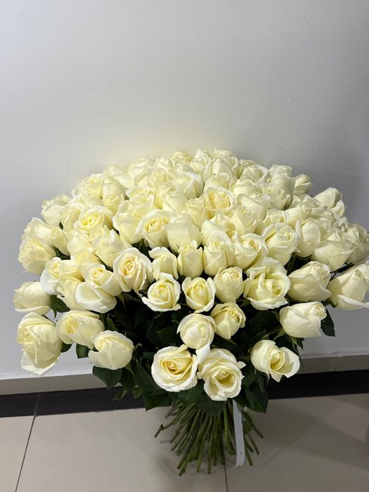 Цветы, 101 голландских  белых роз