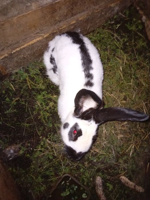 De vanzare iepuri diferite rase