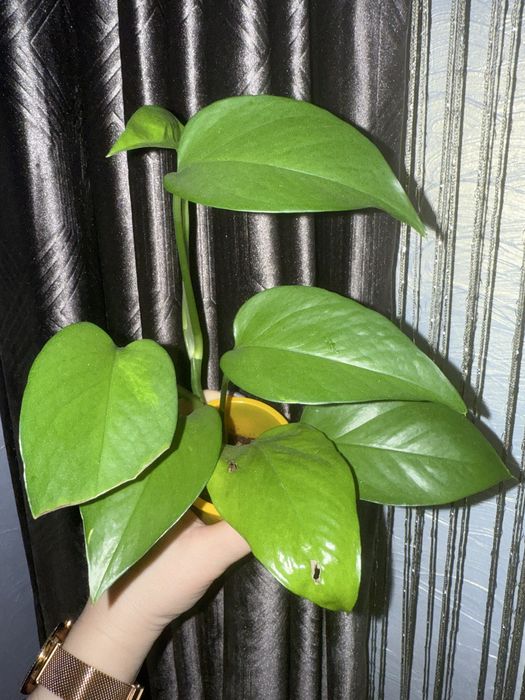 Эпипремнум. Сциндапсус.