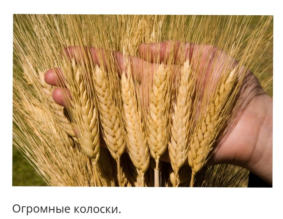 Житняк эспарцет жонышка Доставка!Семена.тукымдык,,Арап, сулу,Пишиница,