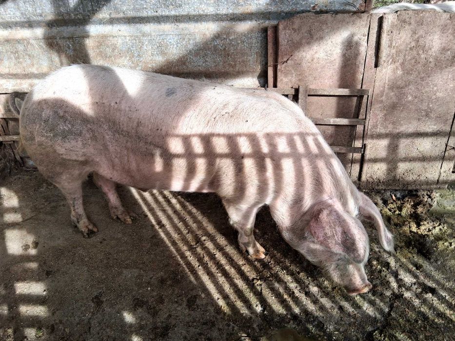 Продава се работещ нерез