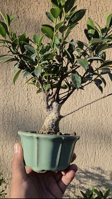 Bonsai Ficus Retusa