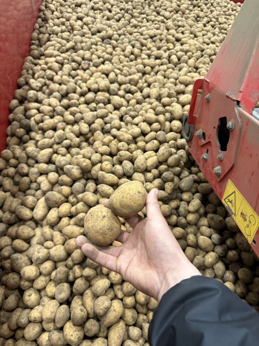 Картофель с Павлодара