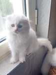 Schottish  longhair