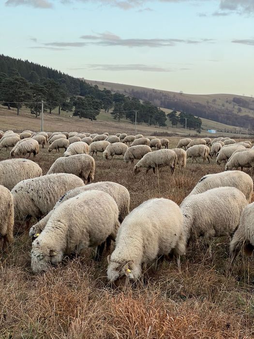 Oi de vânzare - rasa țigaie ruginie