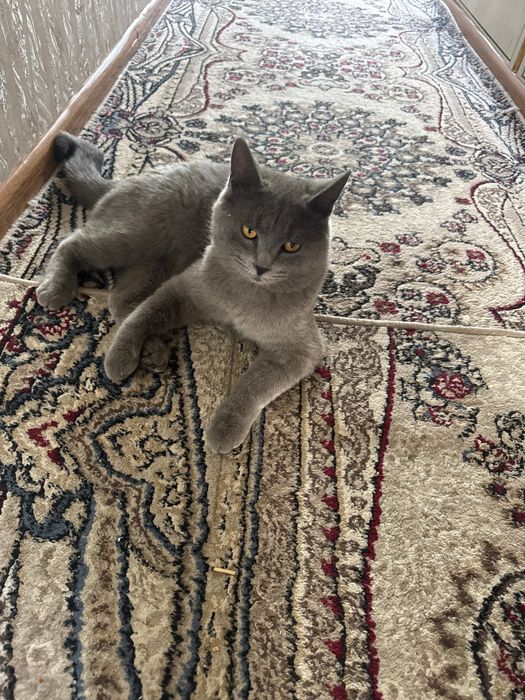 Породистий кошки.