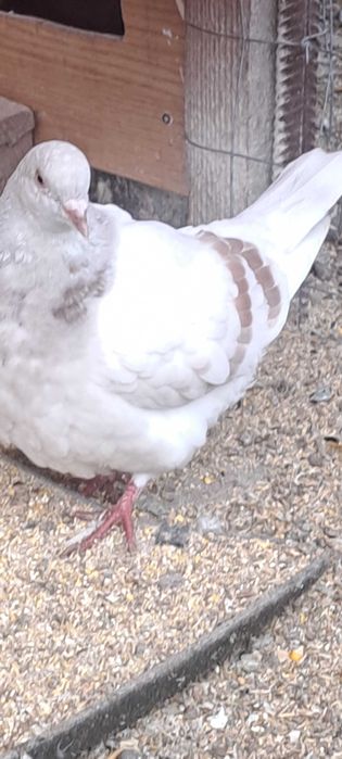 Porumbei texan maturi/pui