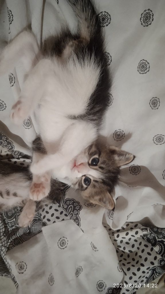 Бесплатно отдам котят в хорошие руки