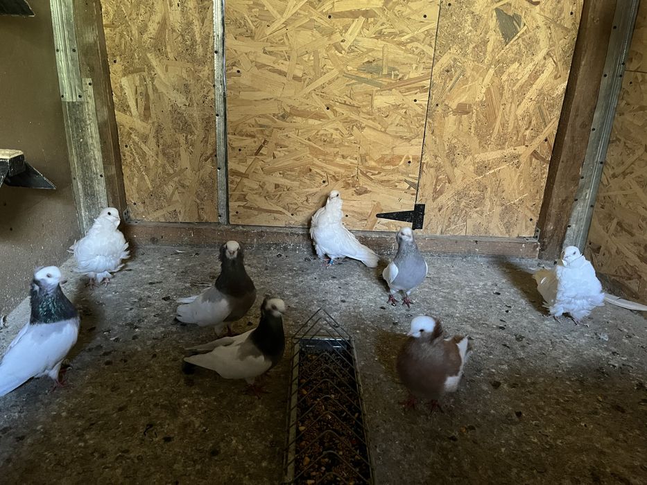 Vând porumbei de ornament