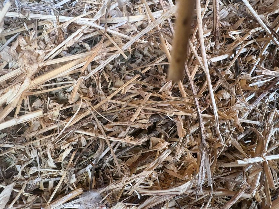 Vand baloți de lucernă