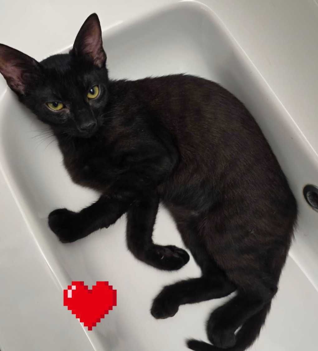 Adoptie pui de pisica motani Yuki si Mimo