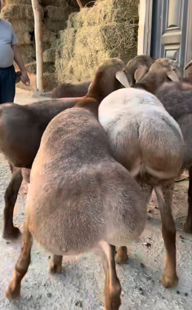 Qoylar bor qurbon hayitga 70 ming jivoy vesga