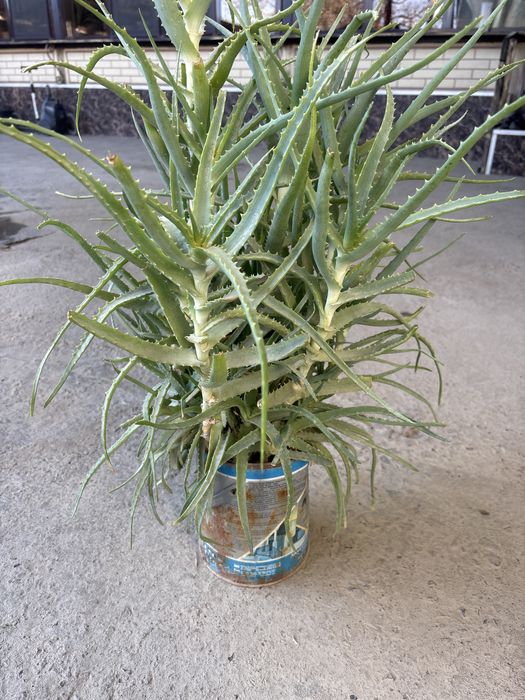 Продаю домашная Алоэ