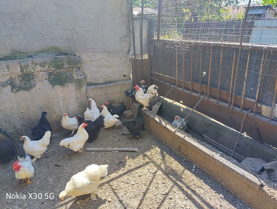 Gainuse americane pitice