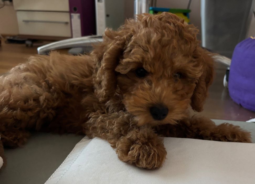 Продава се той пудел (Poodle Toy), мъжко, на 3 месеца,