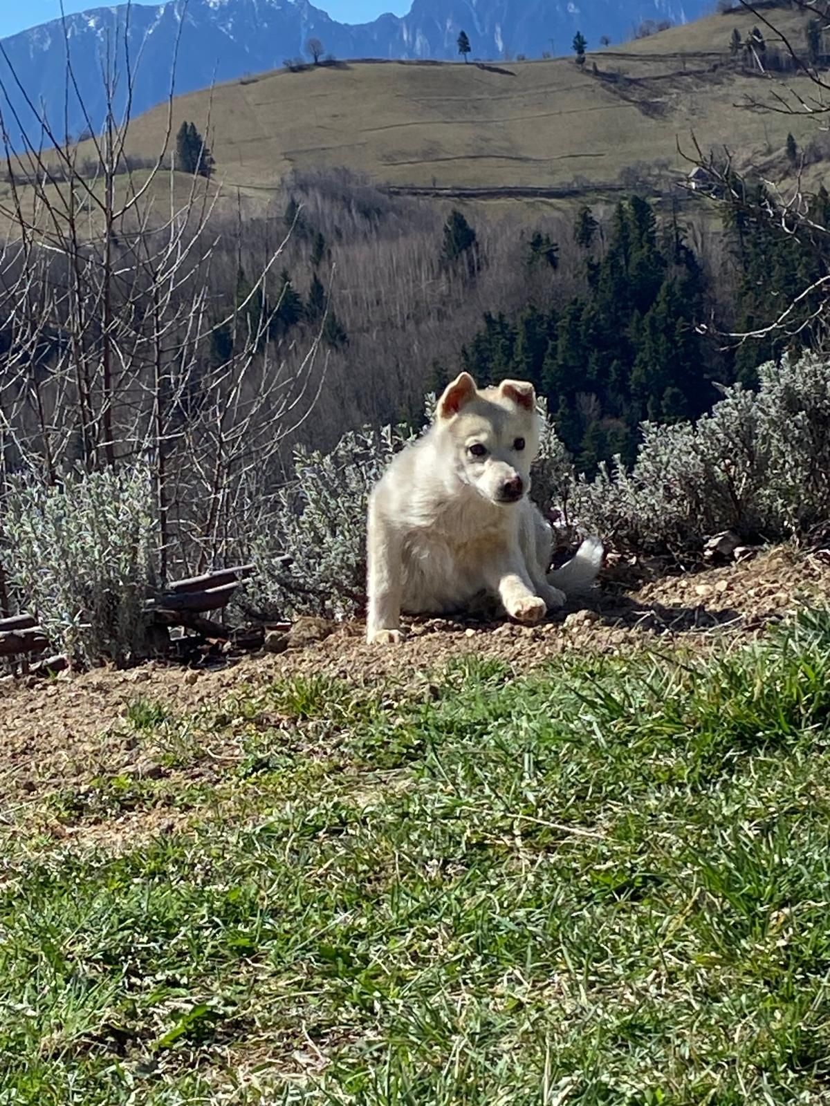 Ofer Catelușa husky