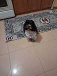 Urgent spre adoptie!!!