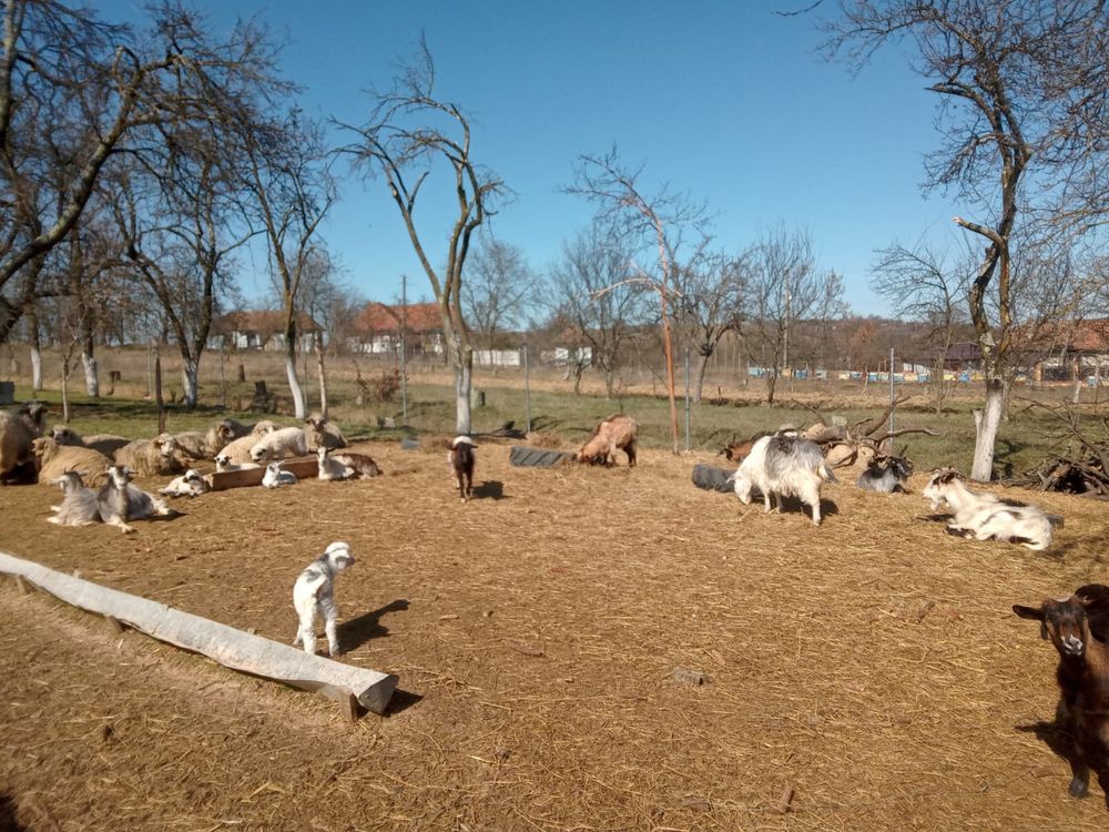 Capre de vanzare