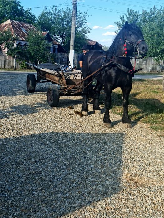 Armăsar Sânge rece unguresc