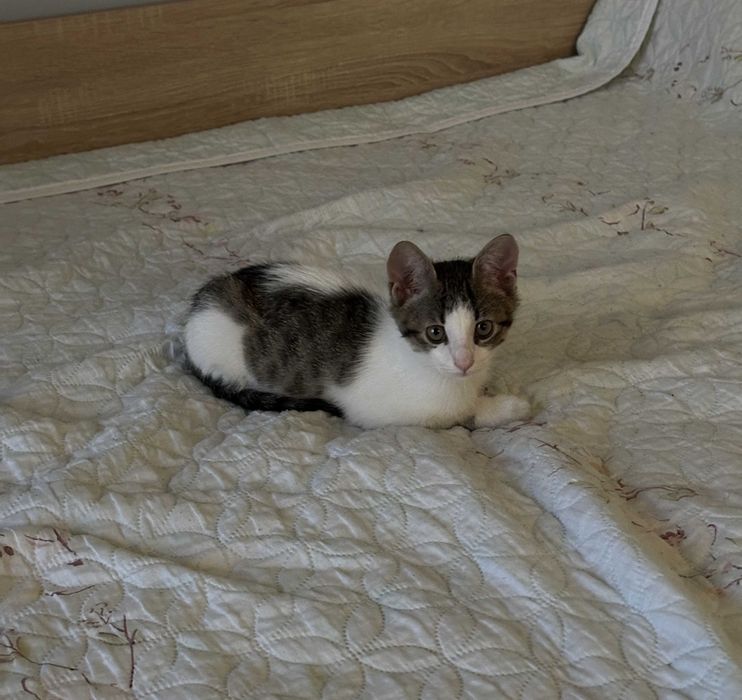 Малко игриво мъжко коте на 3 месеца с подарък креватче и играчки