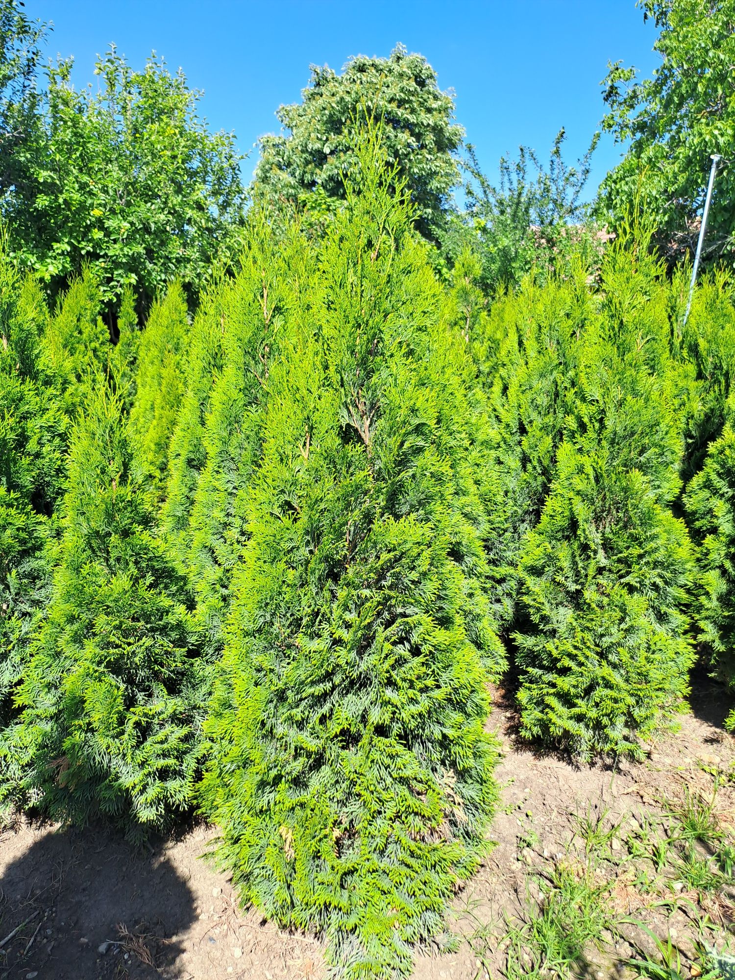 Plante ornamentale