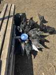 Vând puicuțe australorp albastru și negru 14 si 17 săptămâni