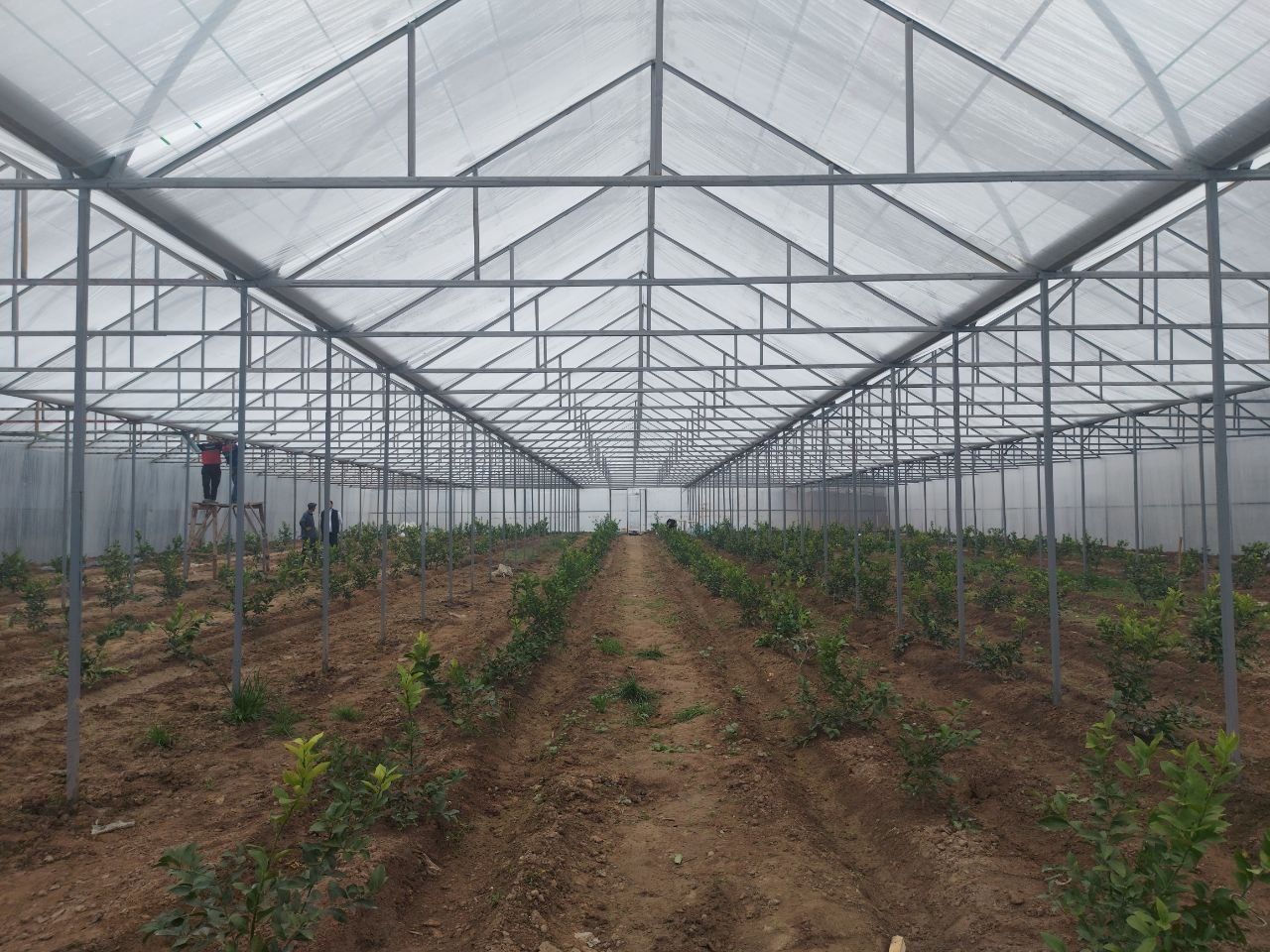 Продается дом 54 соток ферма