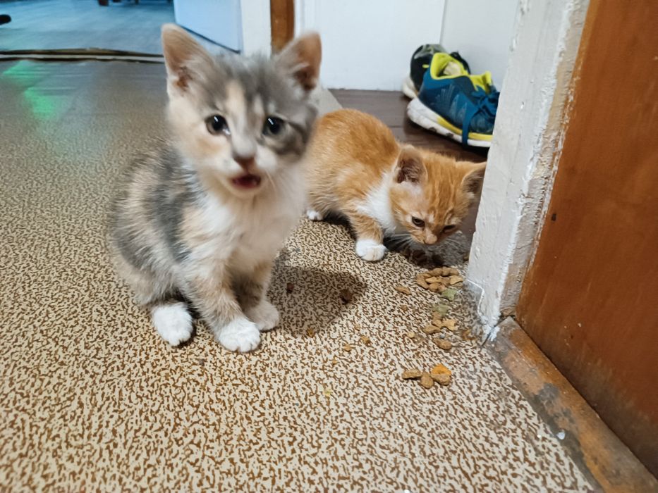 Подарявам котета