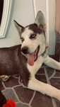 Un catel de husky il donez unei familii iubitoare