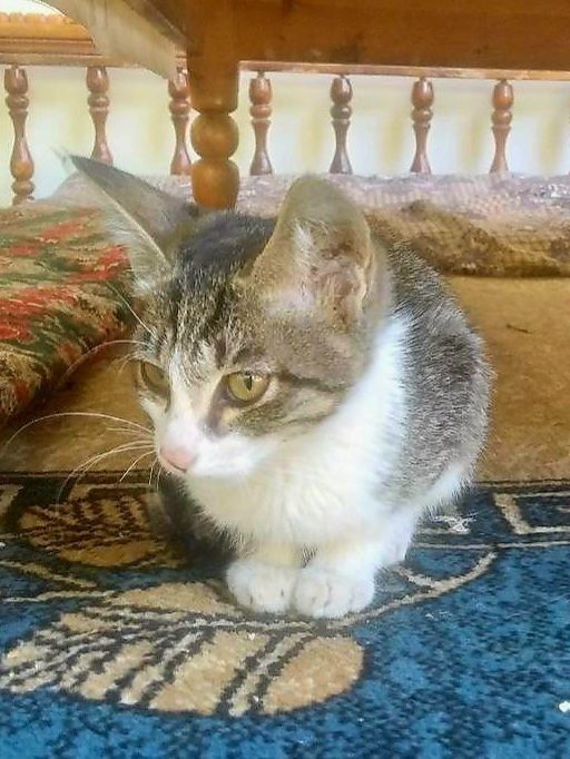 Котёнок в добрые руки
