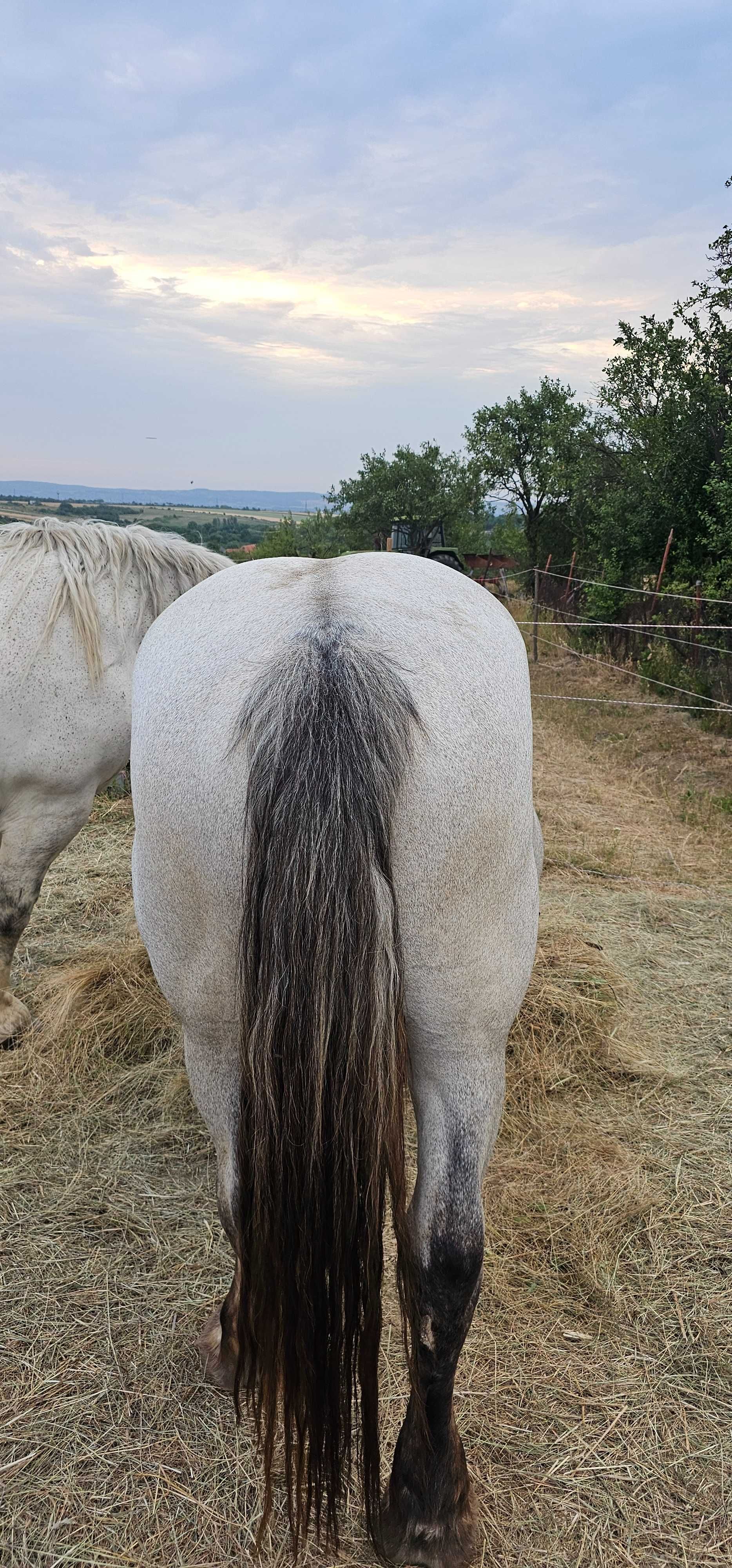 Vand iapa gestanta de 4 ani cu manza de 2 luni