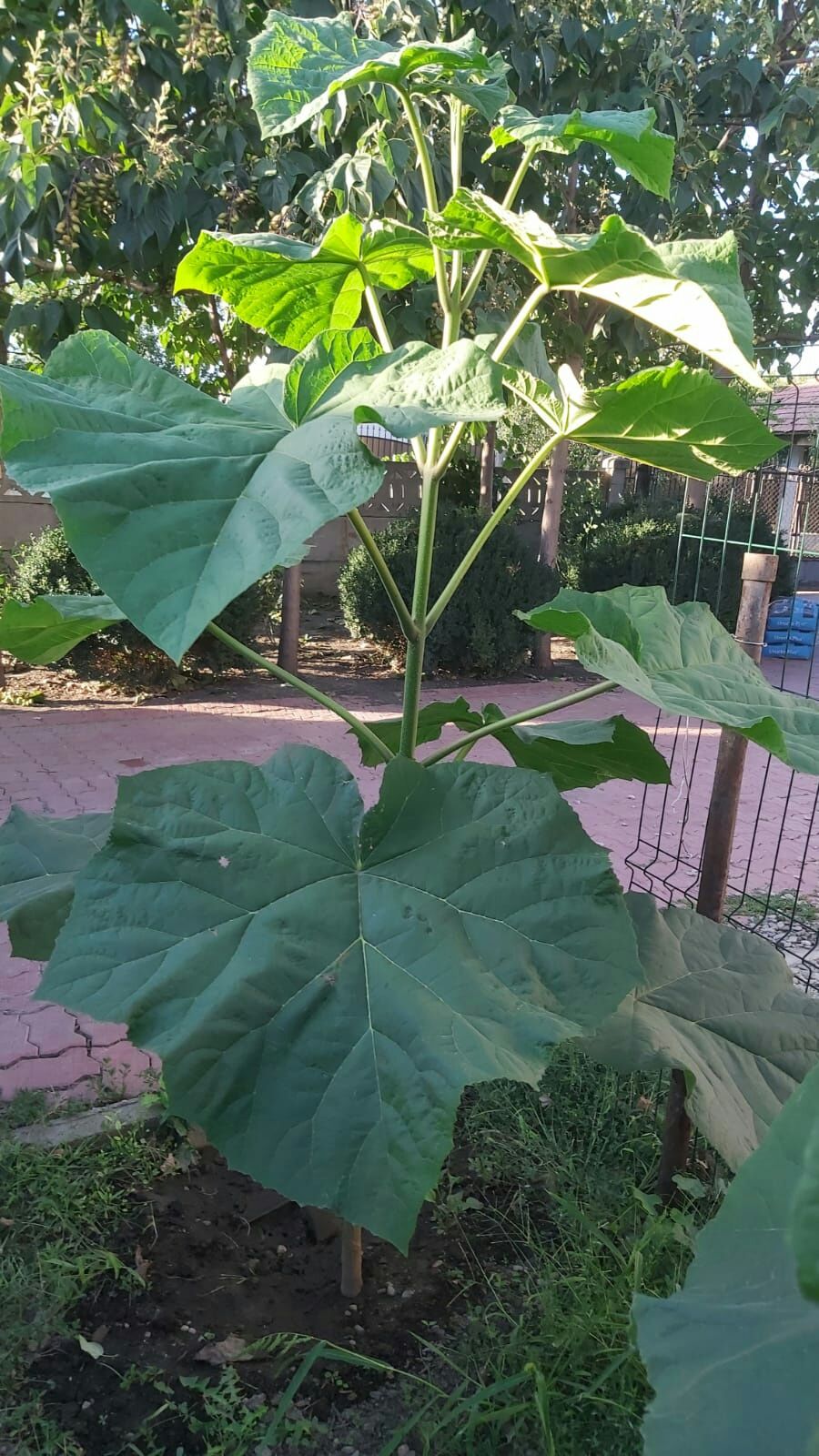 Paulownia la ghiveci